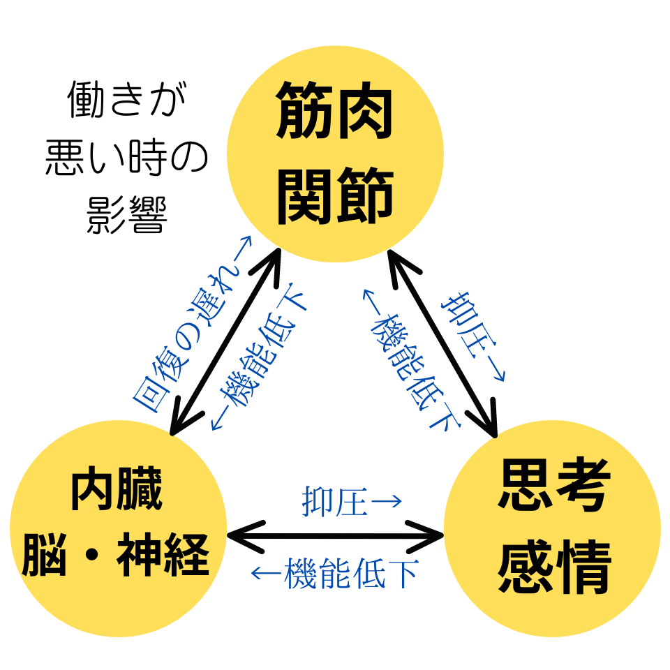 筋肉・関節と内臓・神経、そして思考や感情はお互いに影響を与えています。
それぞれの働きが悪いと他の2つも悪い方向へ行ってしまいます。