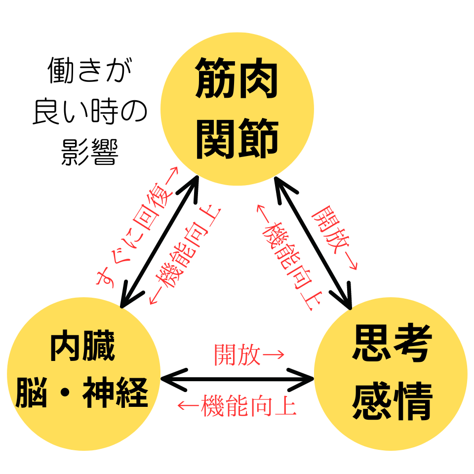 筋肉、内臓・神経、思考や感情は影響しあっているからこそ、一つの調子が良くなれば全体的にいい方向へ向いていきます。